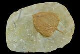 Fossil Leaf (Zizyphoides) - Montana #120858-1